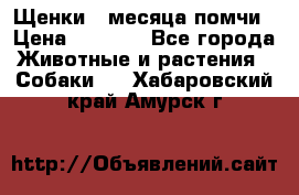 Щенки 4 месяца-помчи › Цена ­ 5 000 - Все города Животные и растения » Собаки   . Хабаровский край,Амурск г.